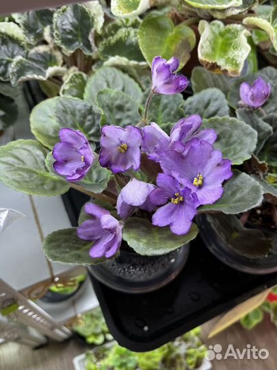 Фиалки листья на срез