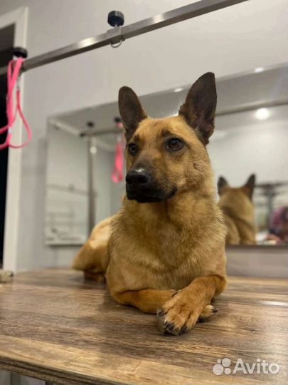 Собака Пуся