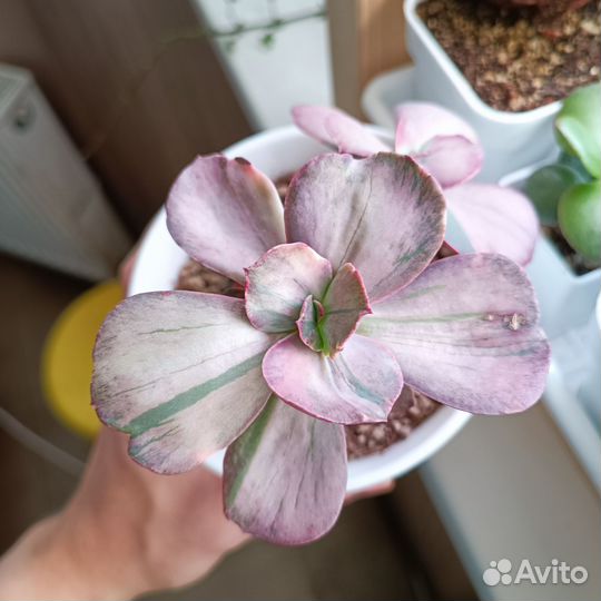 Суккуленты эхеверии 6