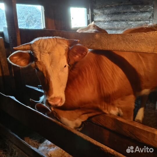 Телочки, 1,5. 1,1 года