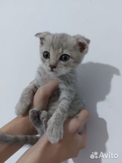 Отдам котят