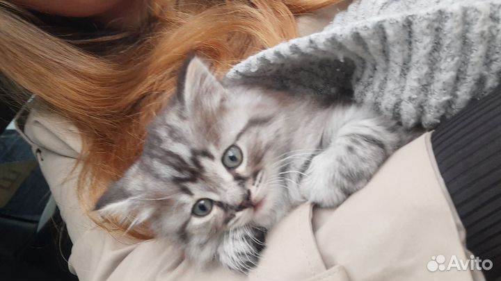 Которебенок в добрые руки