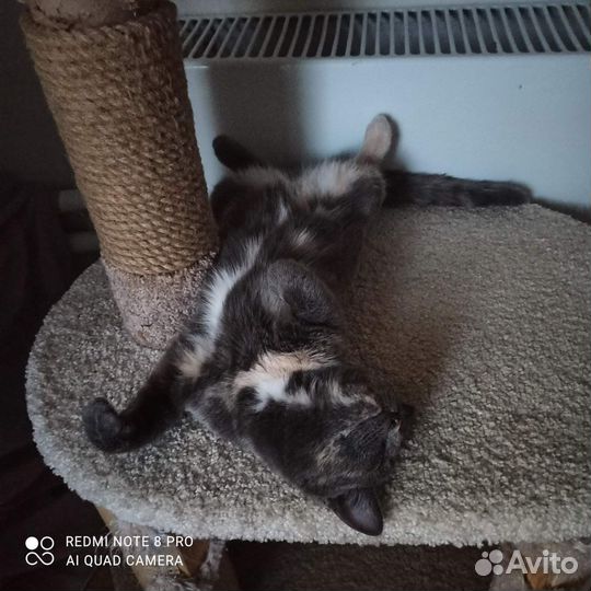 Кошечка София