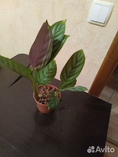 Комнатные растения