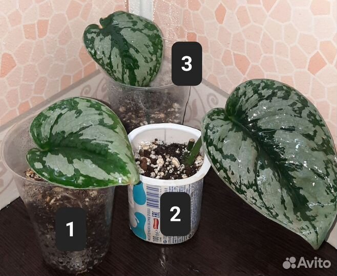 Сциндапсусы и эпипремнумы