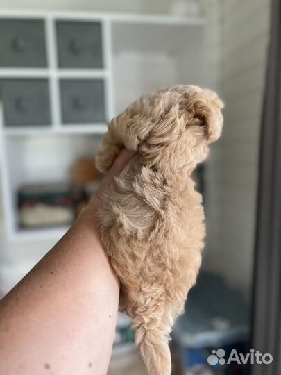 Мальтипу f1 mini