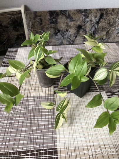 Комнатные цветы