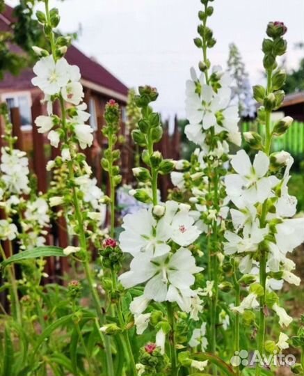 Безвременник, птицемлечник, физалис, мальва