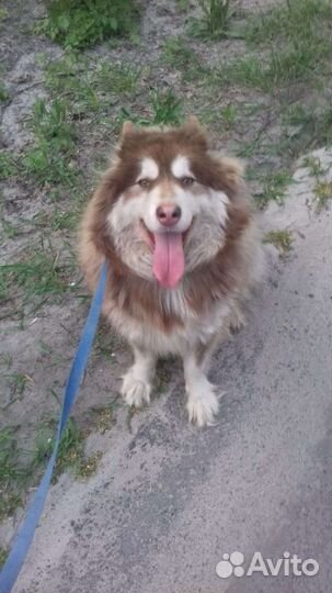 Аляскинский маламут собака