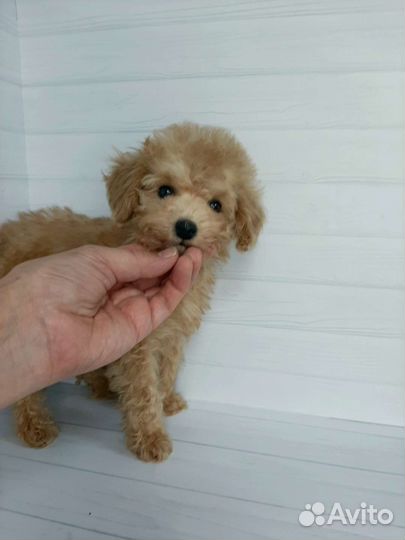 Той-пудель тикап супер мини девочка