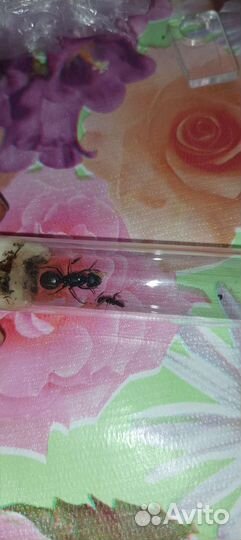 Camponotus Ligniperda