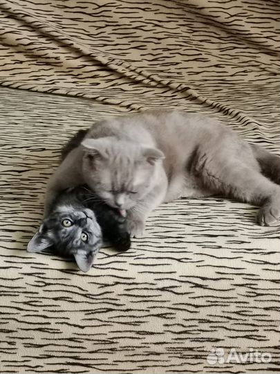 Котенок в добрые руки