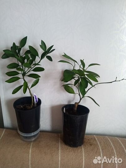 Цитрусовые растения для дома