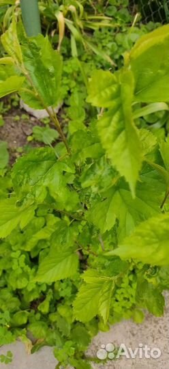 Саженцы шелковицы