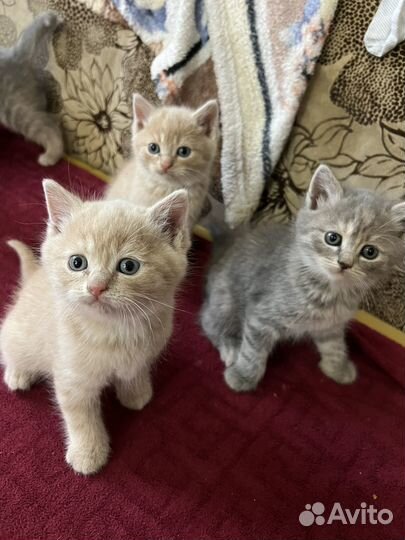 Британские котята