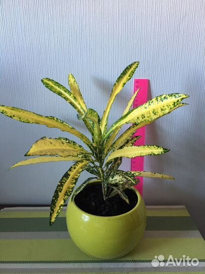 Кротон Голд Сан