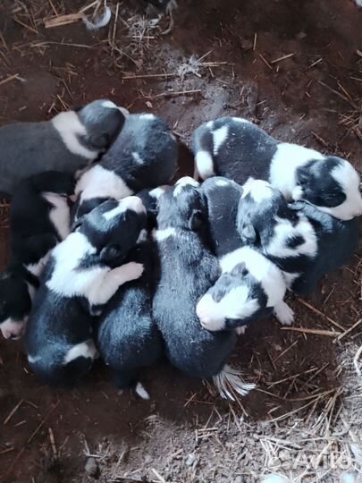 Бордер колли