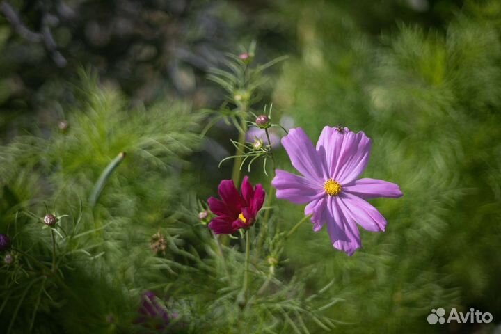 Проекционный объектив F-92 ро500-1 геликоид