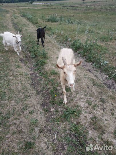 Продам козу дойную