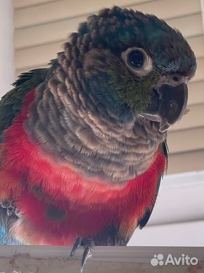 Попугай перрура