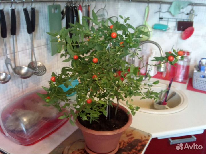 Живое дерево