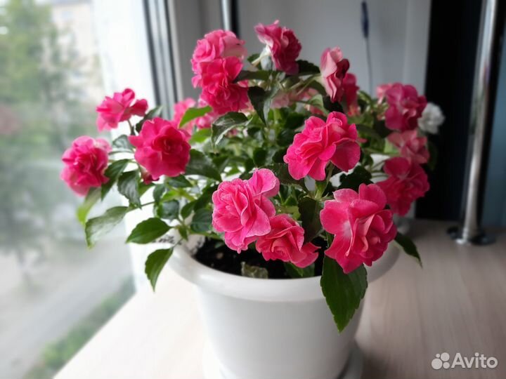 Бальзамин махровый