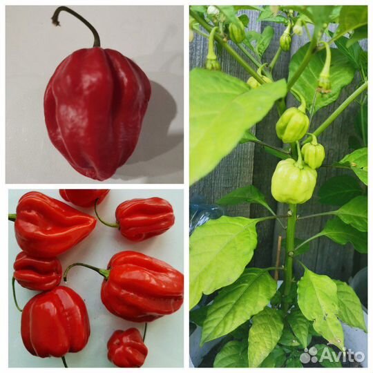 Семена перцев