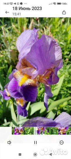 Цветы ирисы