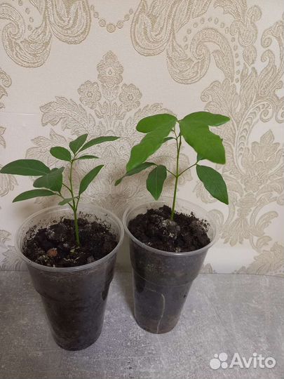 Лонган, драконий глаз. Комнатное, экзотическое