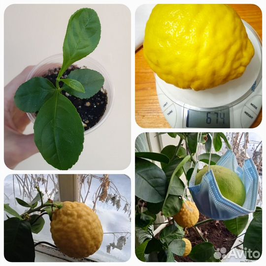 Дуб монгольский. Лимон