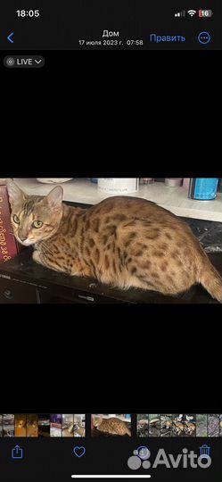 Бенгальская кошка