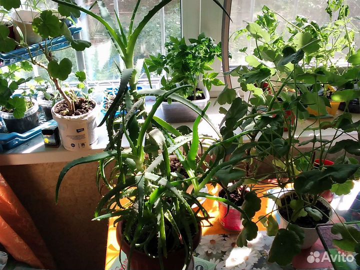 Алоэ комнатное растение