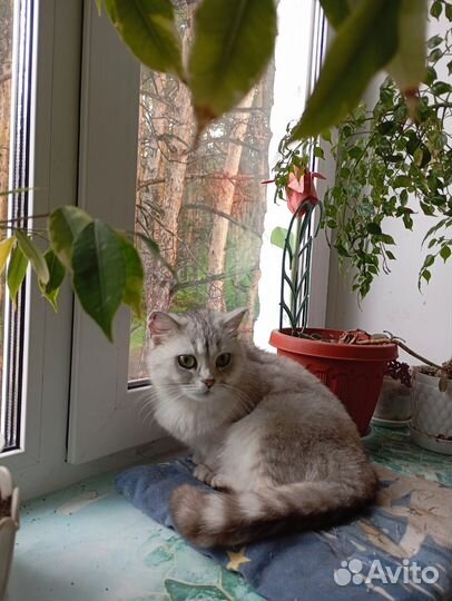 Кошка в добрые руки