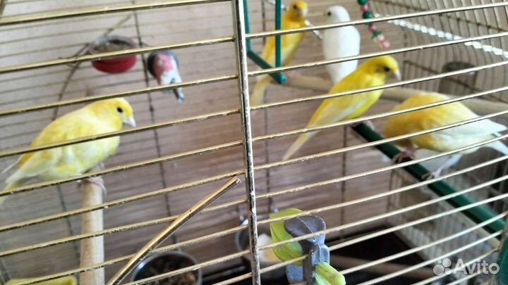 Кенара и канарейки