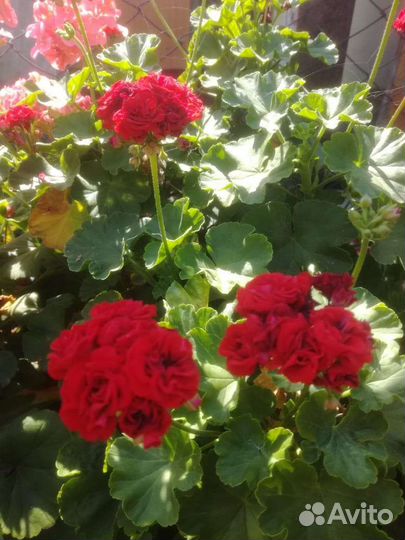 Сортовая герань/пеларгония