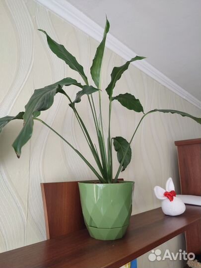 Спатифиллум