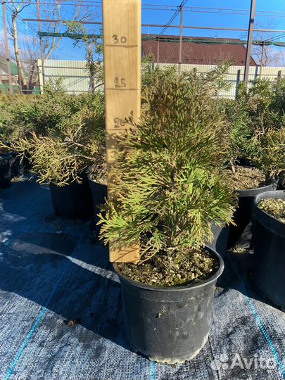 Туя западная смарагд в горшке
