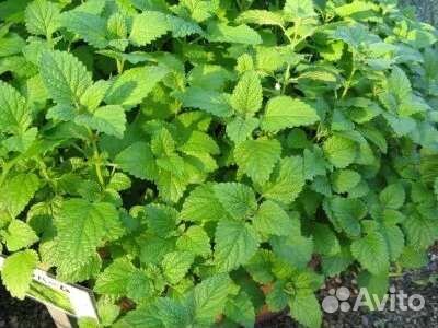 Деленки мяты ментоловой, мелиссы лимонной, шнитт л