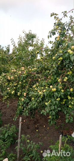 Обрезка плодовых деревьев, винограда