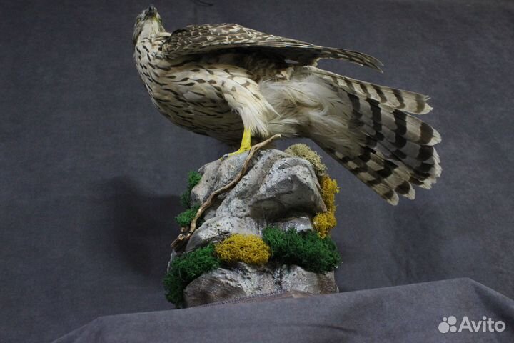 Чучело птицы, хищная птица, таксидермия