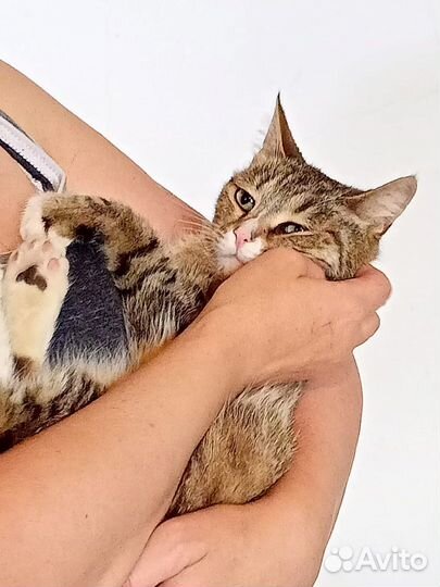 Кошка в добрые руки