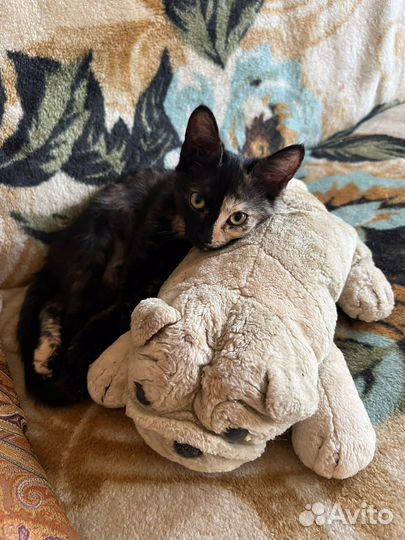 Котенок в добрые руки