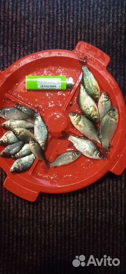 Живец карась