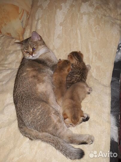 Серебристая шиншилла британские котятаМальчик Микс