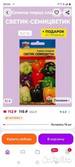 Рассада перца сладкого