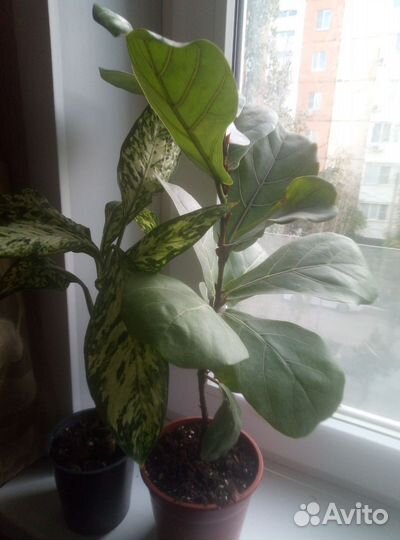 Диффенбахия Везувий, фикус Лирата