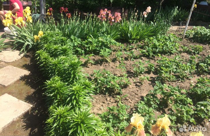 Ирисы (петушки) корневище