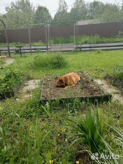 Передержка животных и цветов на время отпуска