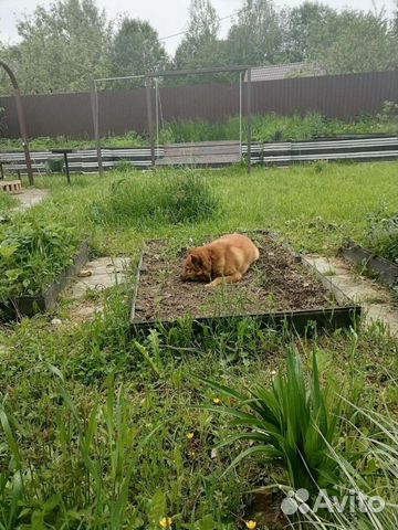 Передержка животных и цветов на время отпуска