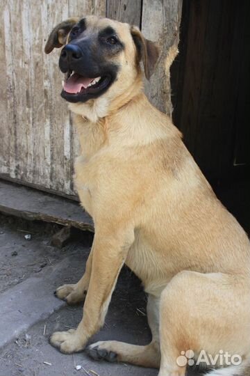 Собака на охрану дома Динка